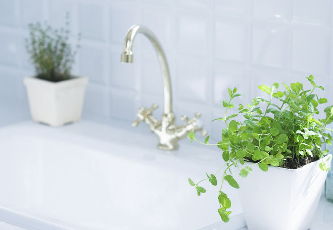 平安长寿的家居风水植物